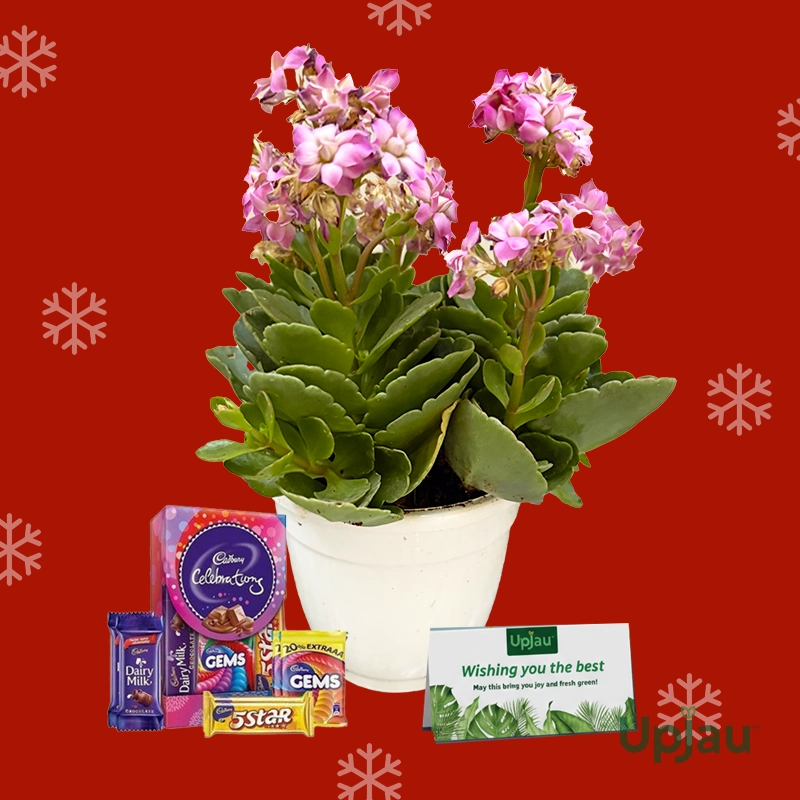 Christmas Gift with Kalanchoe