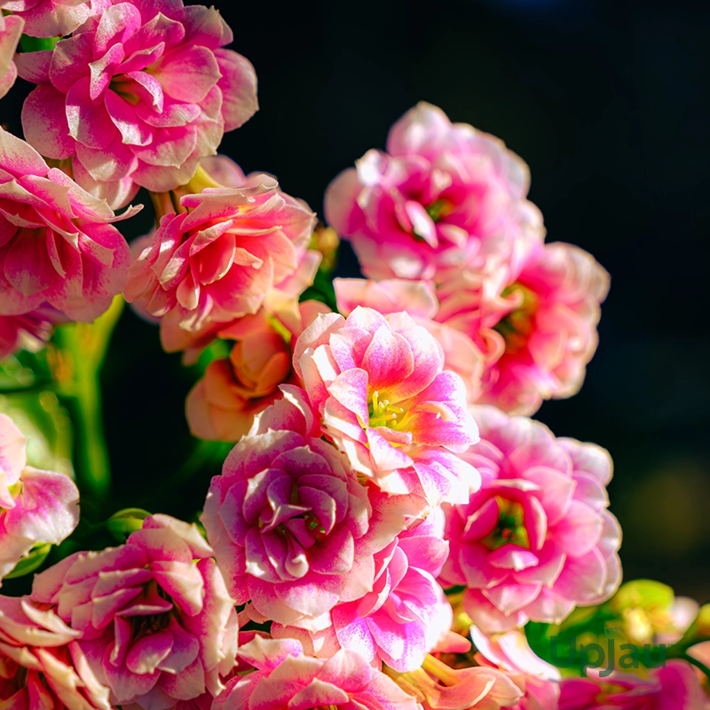 Christmas Gift with Kalanchoe - Image 2