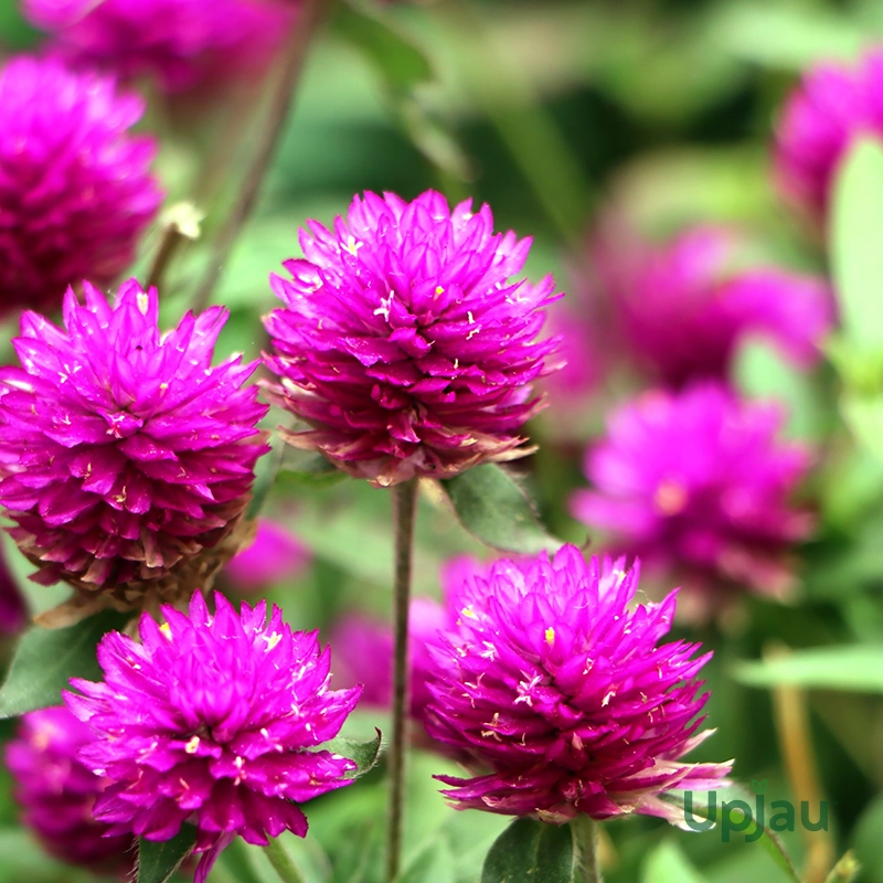 Gomphrena Flower Plant Sapling (Any color) - Image 3