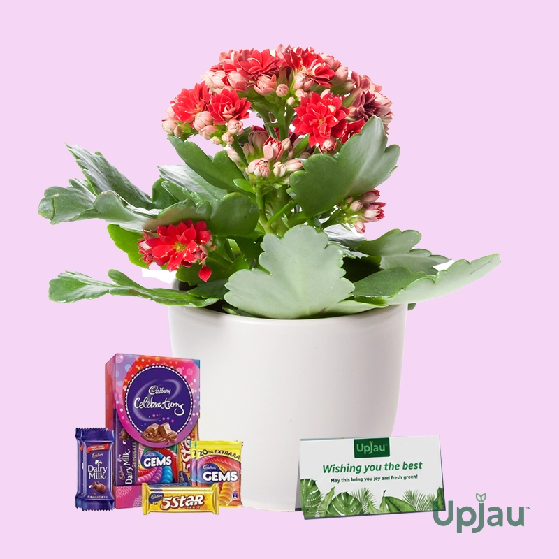 valentine day kalanchoe