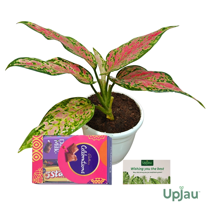 New Year Gift with Aglonema chinese1
