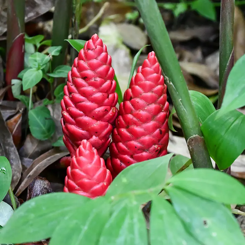 Shampoo Ginger lily bulb