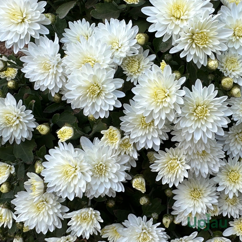 White Multiflora Chrysanthemum or Guldaudi or Guldavari Flower Plant (Sapling)