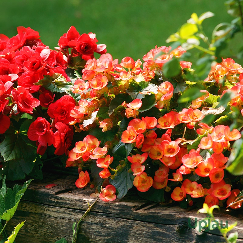 begonia single