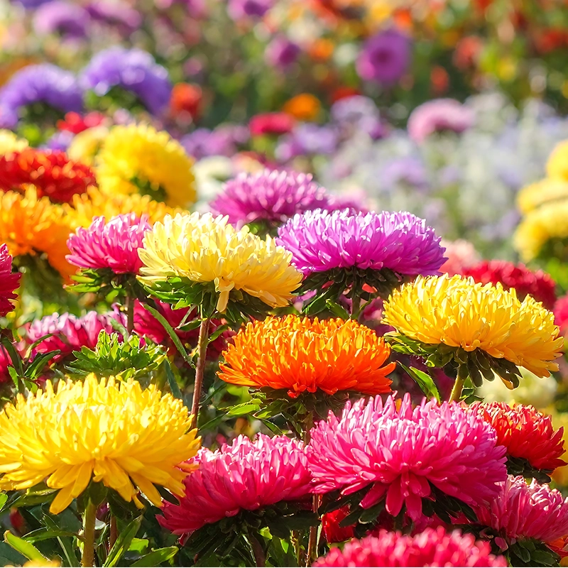 buy-aster-flower-sapling-plant-online-india