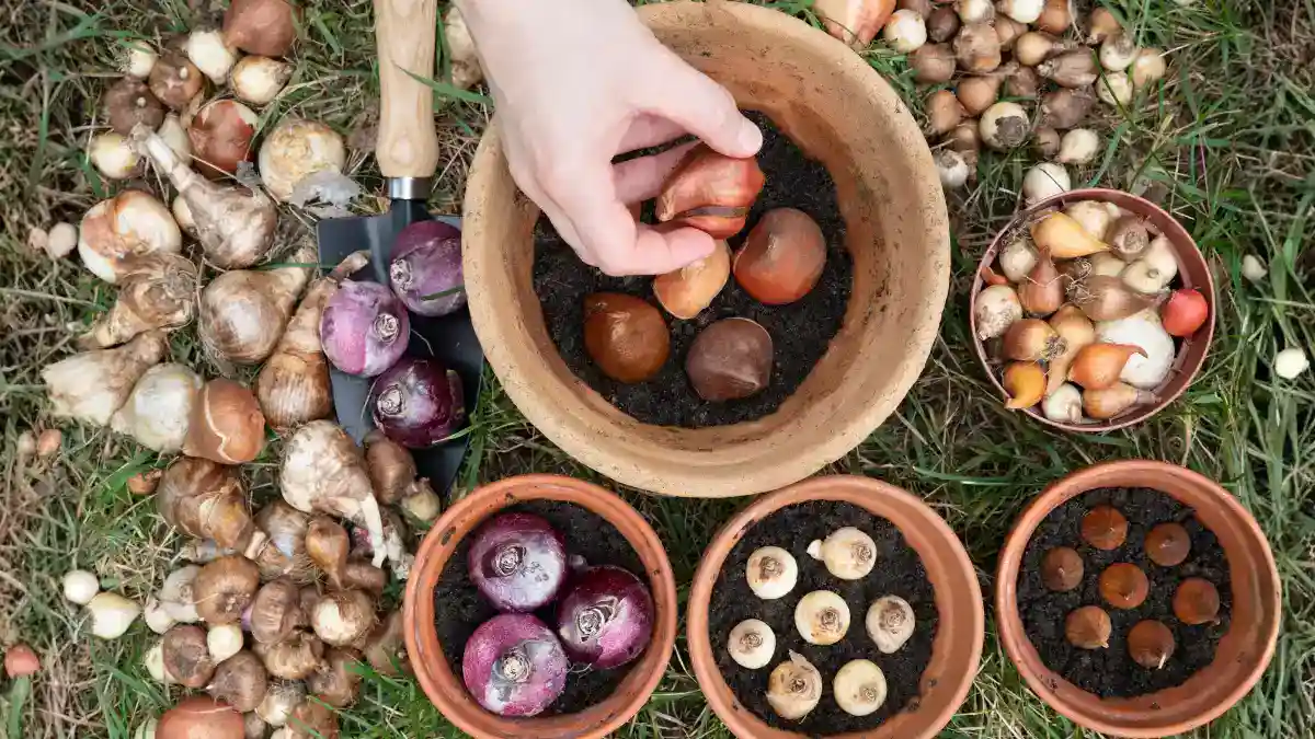 how-to-pre-chill-bulbs-in-india