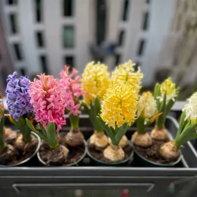 plant care guide hyacinth bulbs india