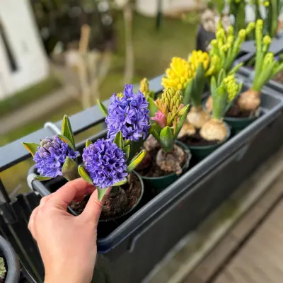 plant guide hyacinth bulbs india