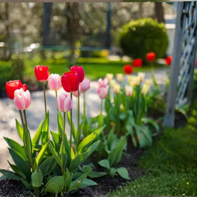 tulip flowers blooming in Indian winter garden