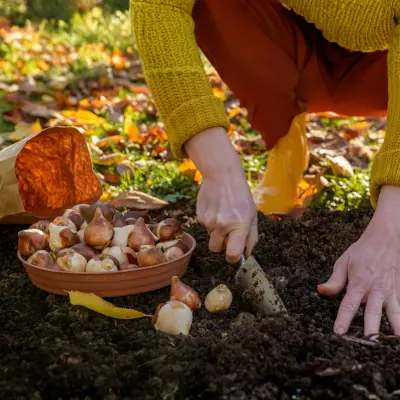 tulip planting depth spacing
