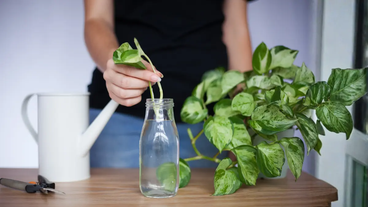 How to care money plant _1200x675_Blogs