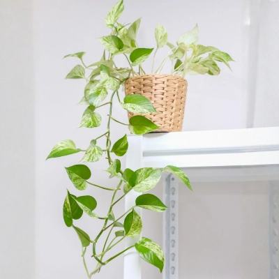 Marble Money plant