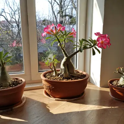 adenium desert rose balcony plant