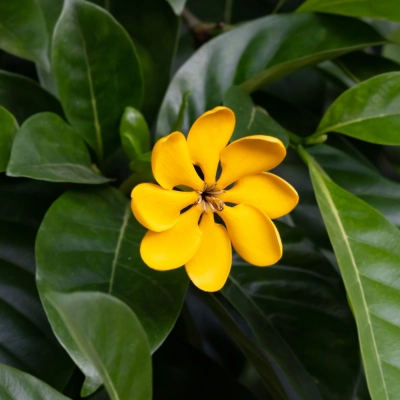 gardenia flower plant balcony fragrant