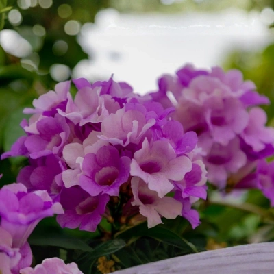 garlic vine purple flowers balcony