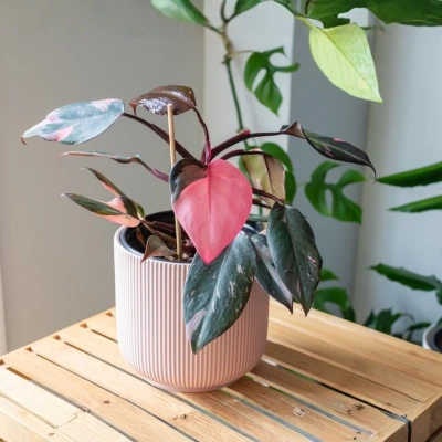 Philodendron Pink Princess plant with pink variegated leaves for balcony