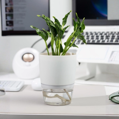 Sleeping money plant