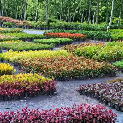 top online plant stores india