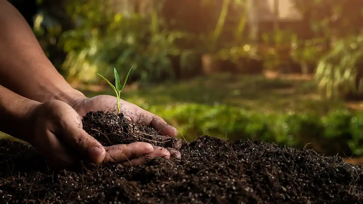 best-soil-mix-indoor-plants-india