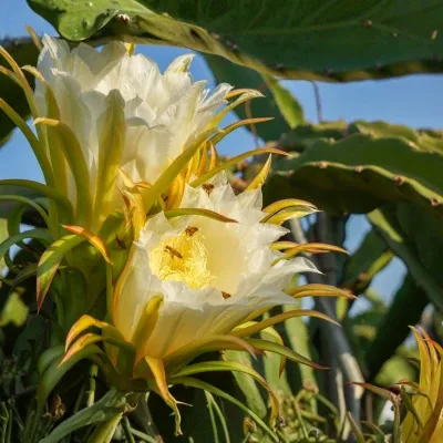 dragon fruit varieties