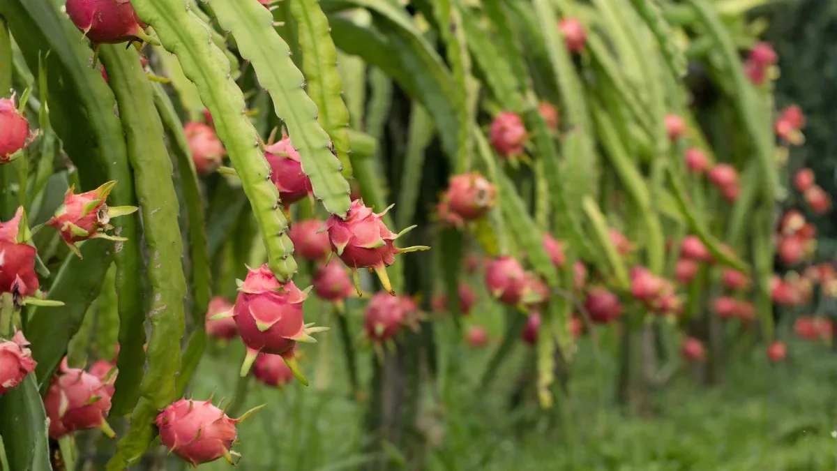 how-to-grow-dragon-fruit-plant-at-home