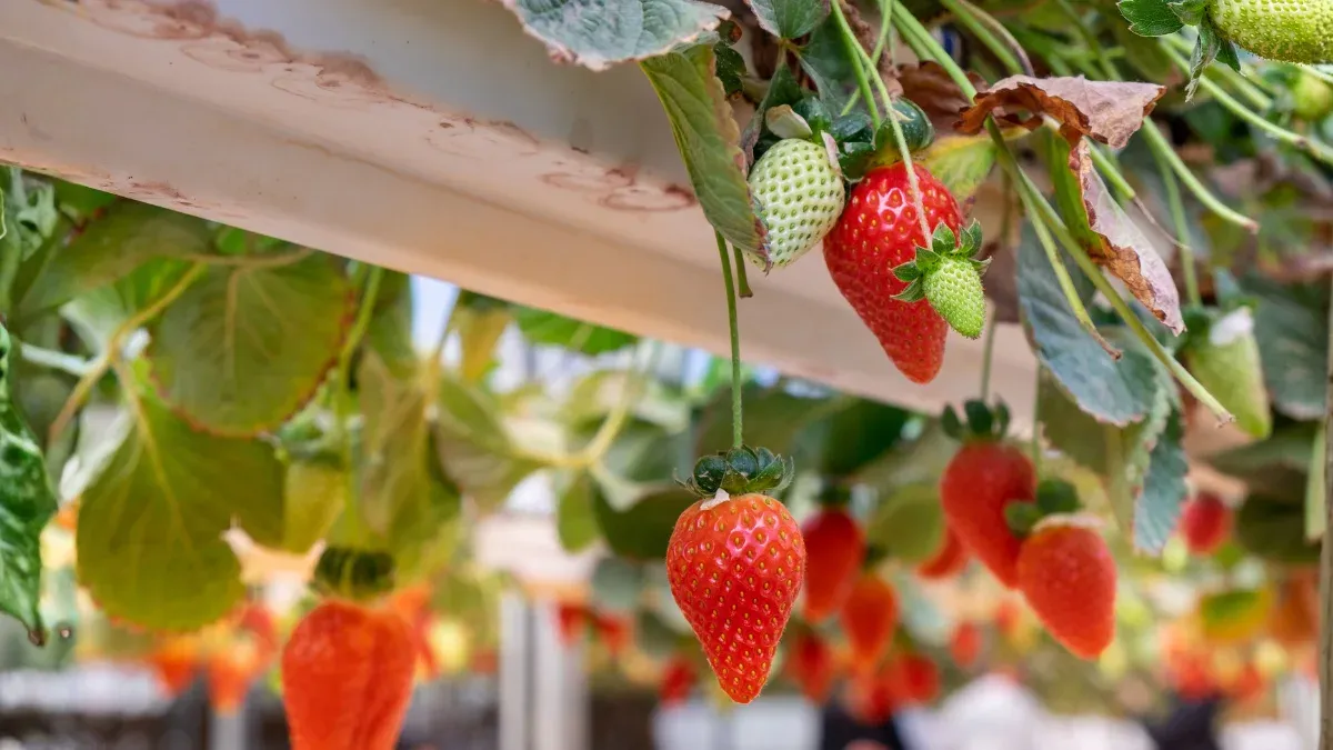 how-to-grow-strawberry-plants-at-home