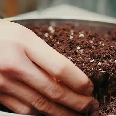indoor plant soil components india