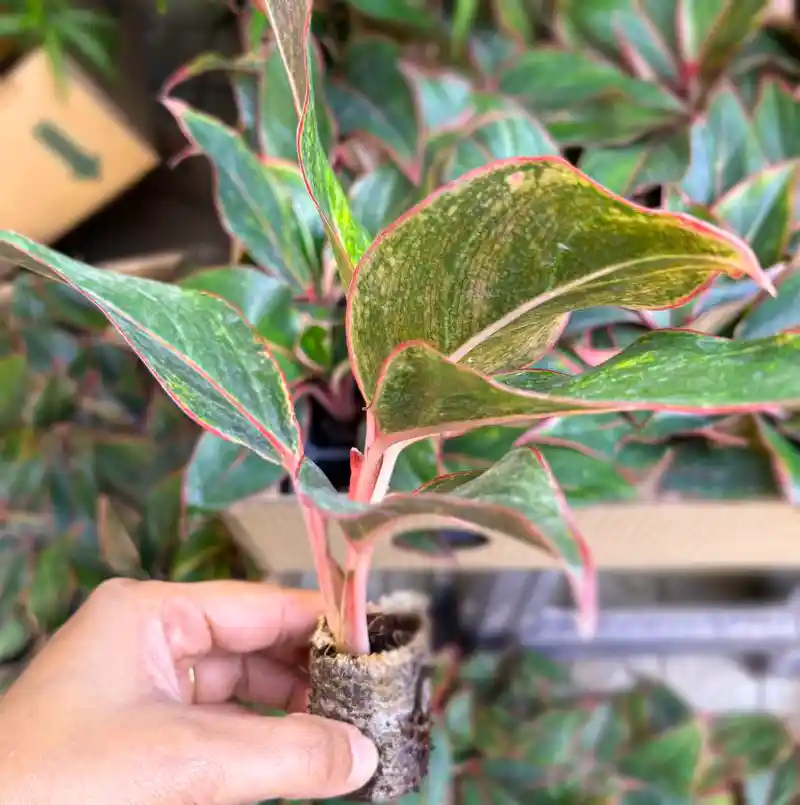 aglaonema lipstick
