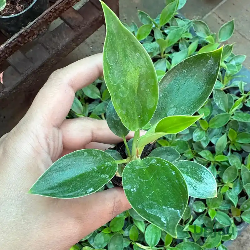 Healthy Rooted Philodendron Birkin Sapling Ready to Ship