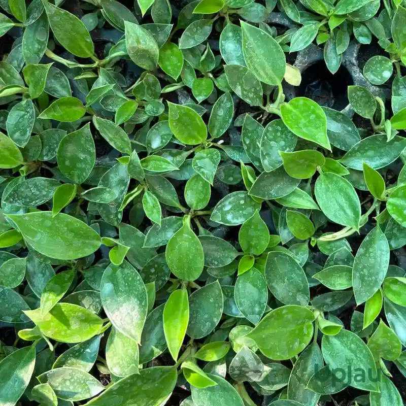 White Wave Philodendron Indoor Plant