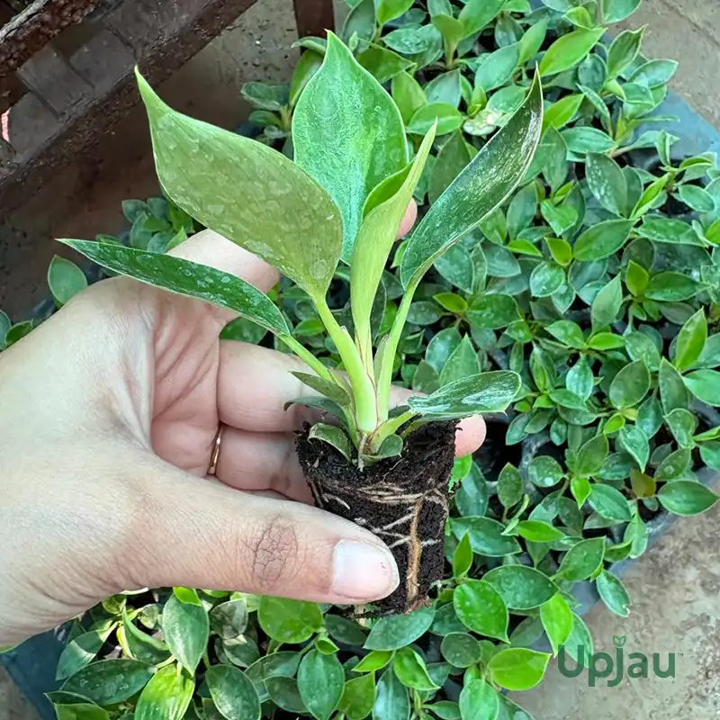 Healthy Philodendron Birkin Plant with White Pinstriped Leaves