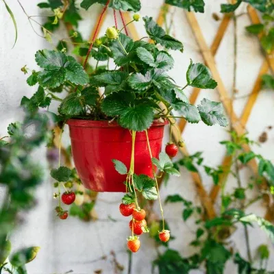strawberry sapling grow care tips india at home 1