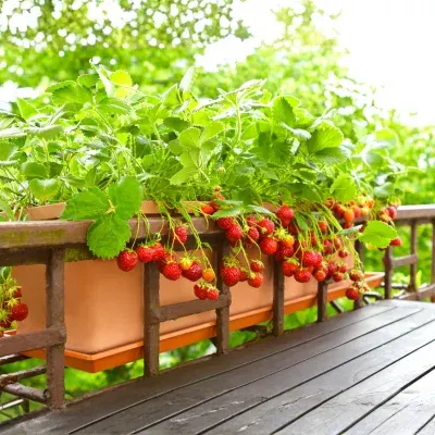strawberry sapling planting tips