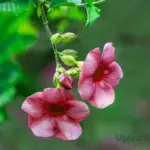 Buy Tiger Allamanda flowering creeper plant sapling Online in India