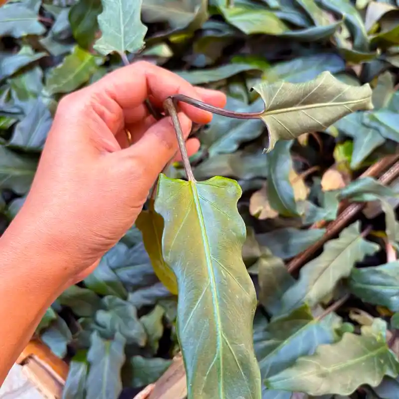 Alocasia Lauterbachiana