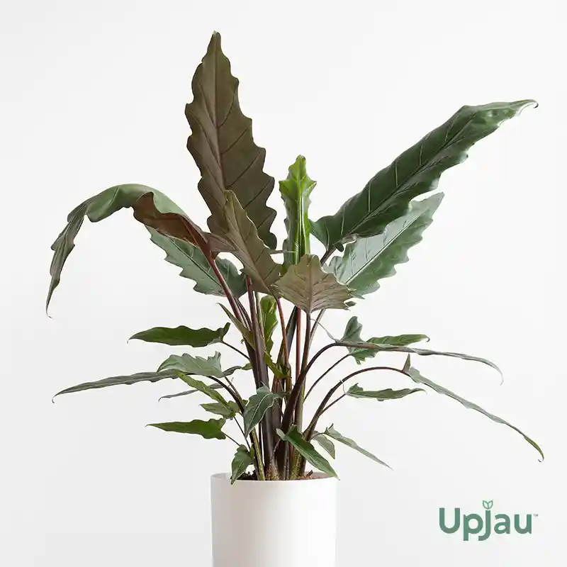 Alocasia Lauterbachiana3