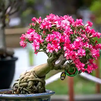 adenium desert rose plant