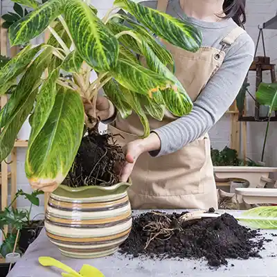 aglaonema varieties care guide