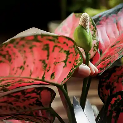 aglaonema varieties care