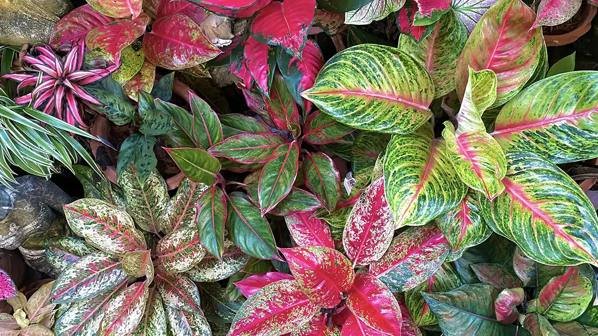 aglaonema-varieties