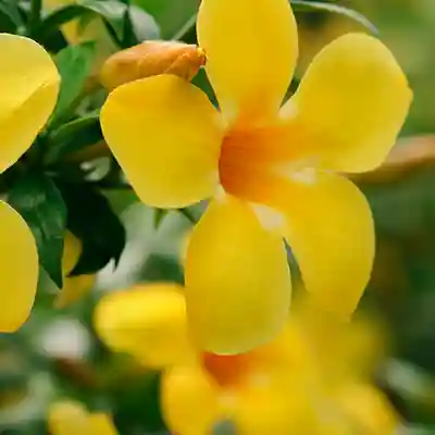 allamanda golden trumpet climber