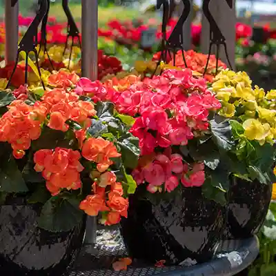 begonia shade flowering plant