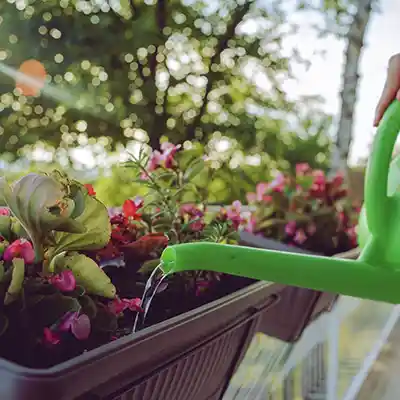 best summer flowering plant care