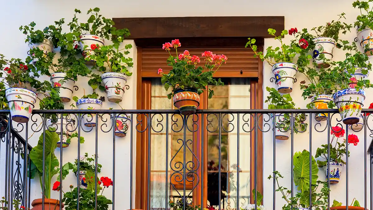 best-summer-flowering-plants