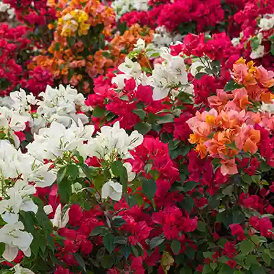 bougainvillea colorful climber