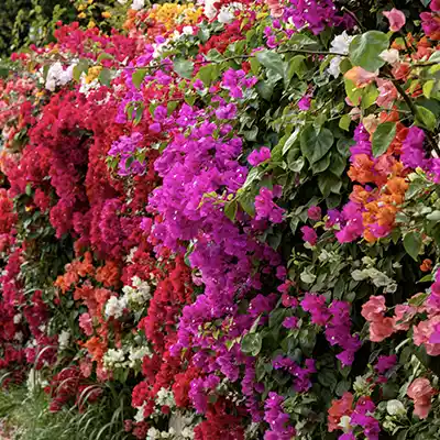 bougainvillea paper flower colours india