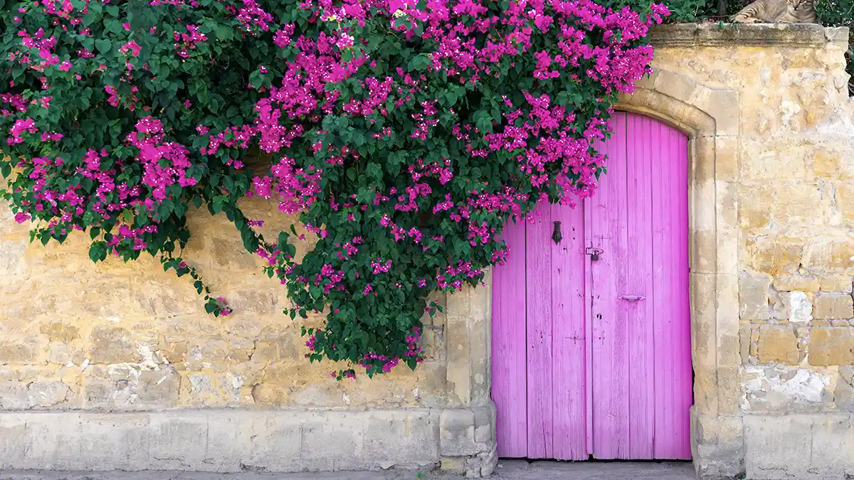 bougainvillea-planting-guide