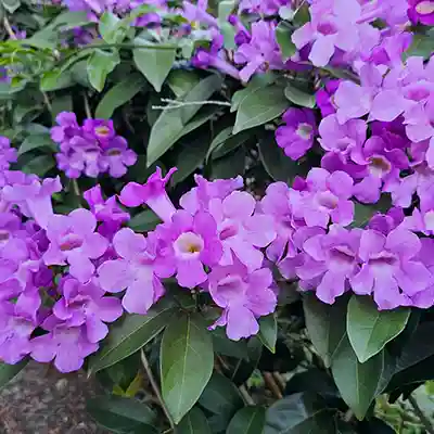 garlic vine purple climber plant