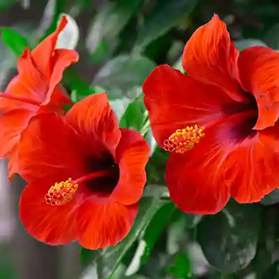 hibiscus flowering plant india