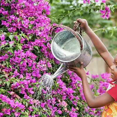 how to grow bougainvillea